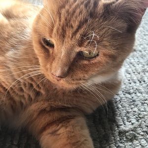 Meet your Posher, Sofia